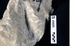 Foto (Detailansicht) von Tuberosagalathea neojurensis (Patrulius, 1959) (NHMW-GEO-1990-0041-0290)